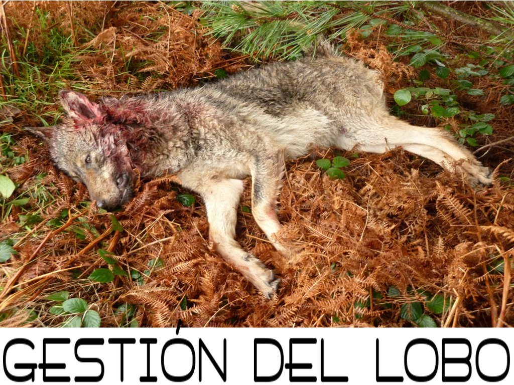 Lobo